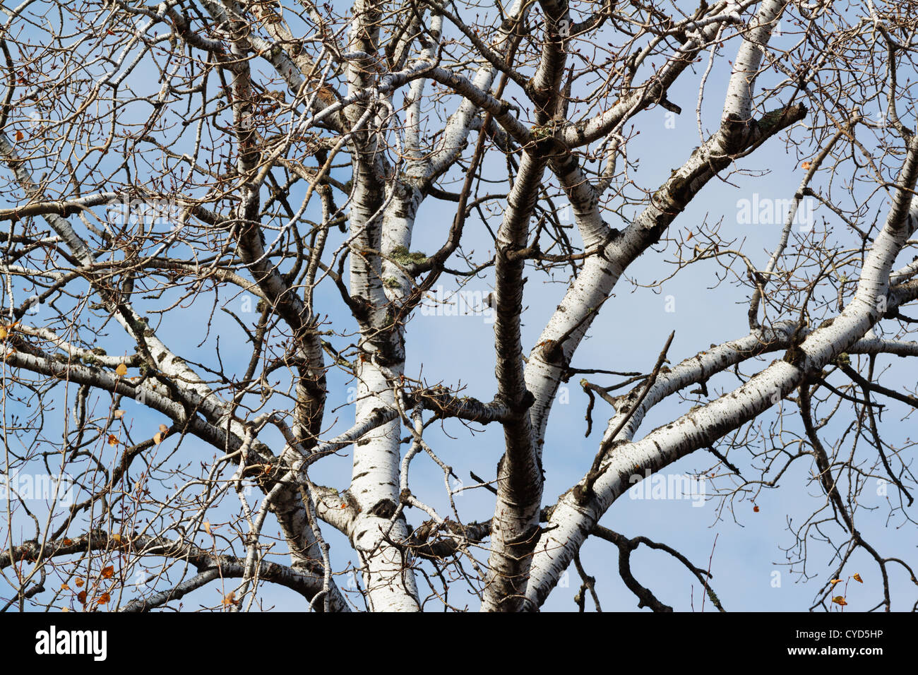 El Álamo estéril las ramas de un árbol, en el norte de Minnesota, EE.UU. Foto de stock