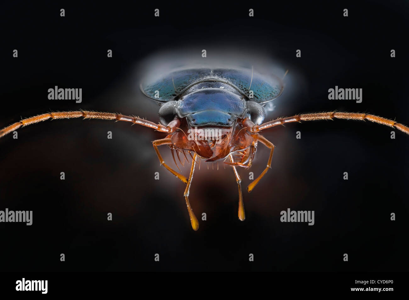 Fotografía macro Alto, tierra de los escarabajos, Abax parallelepipedus, vista frontal mostrando jaws Foto de stock
