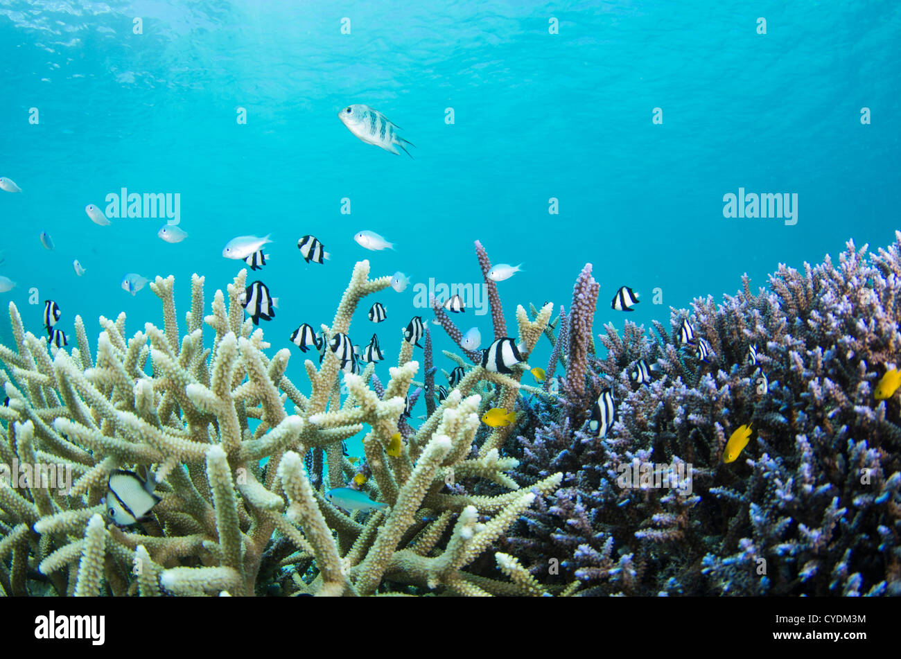 Arrecifes de coral frente a las costas de la isla de Ishigaki, Okinawa, Japón. Foto de stock