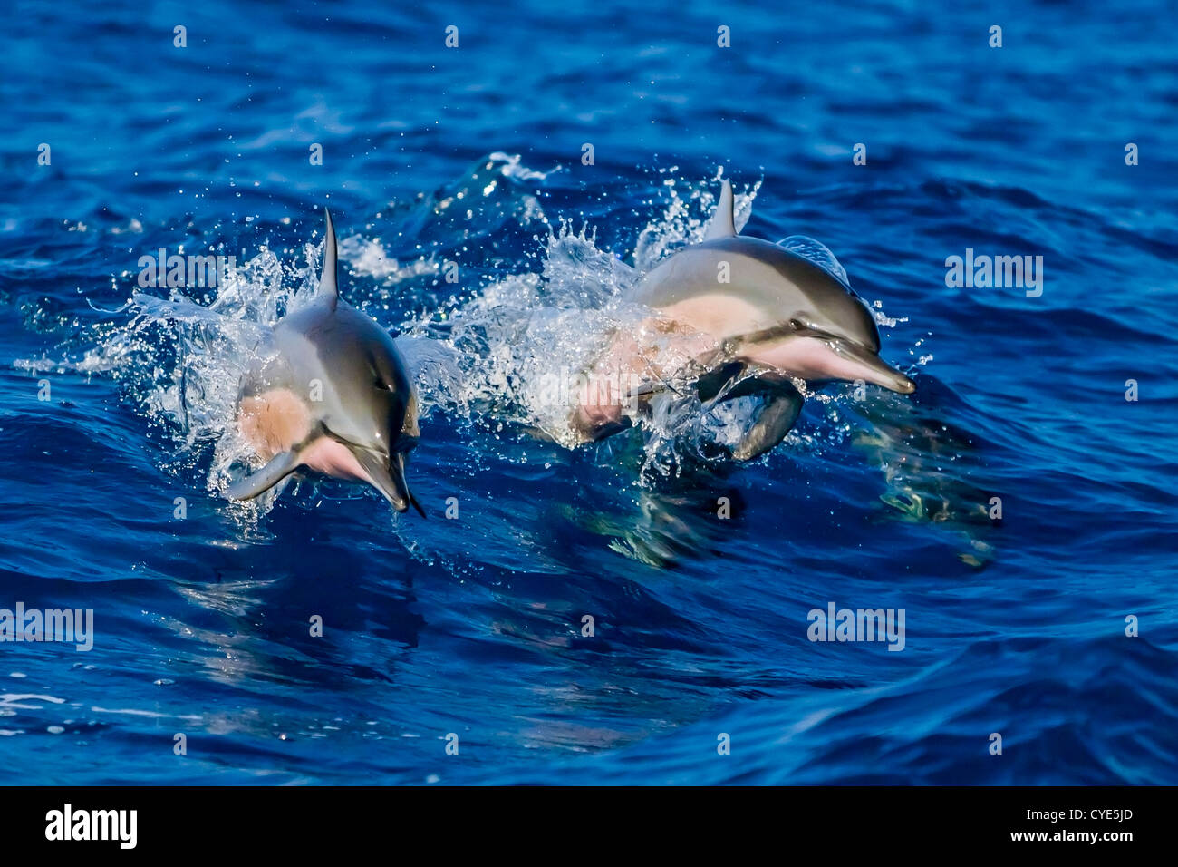 Par de Hawaiian delfines (Stenella longirostris longirostris), saltando de barco wake, Kealakekua Bay, Hawai Foto de stock