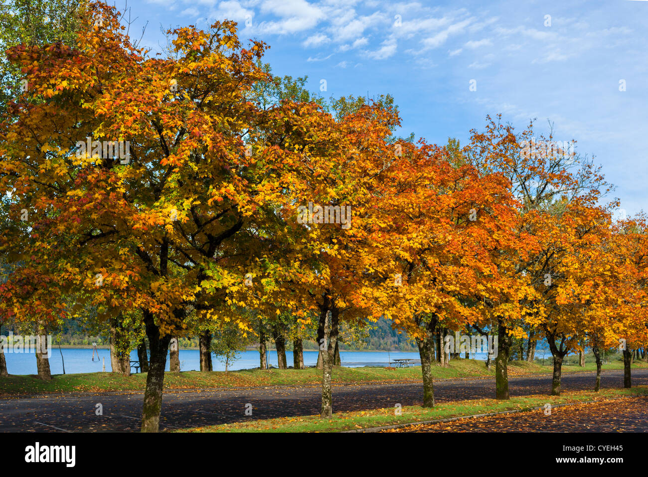 Colores de otoño en Rooster Rock State Park, Columbia River Gorge, Troutdale, cerca del Condado de Multnomah, Oregón, EE.UU. Foto de stock