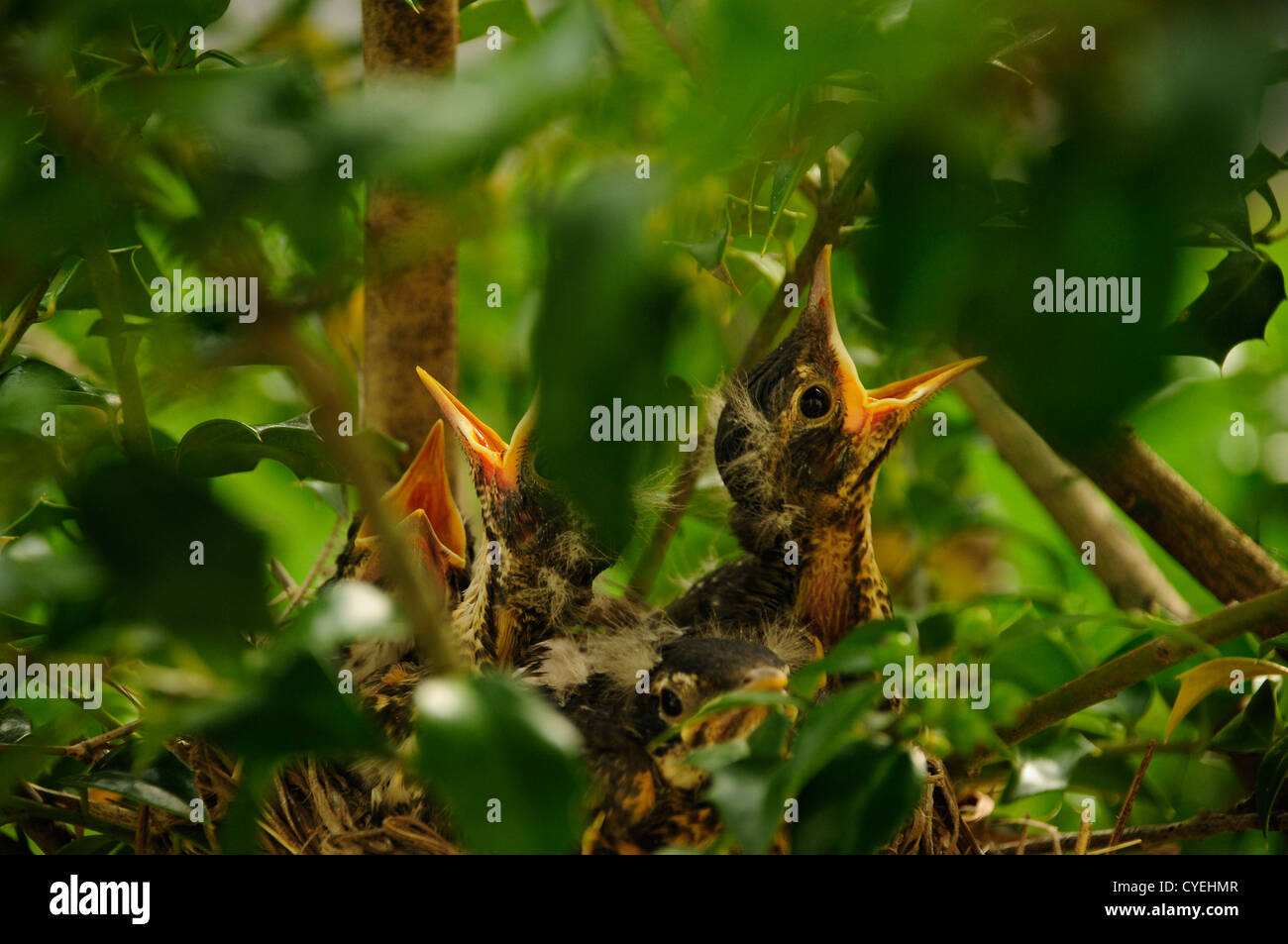 Pajaritos llamando desde el nido en una rama de árbol Foto de stock