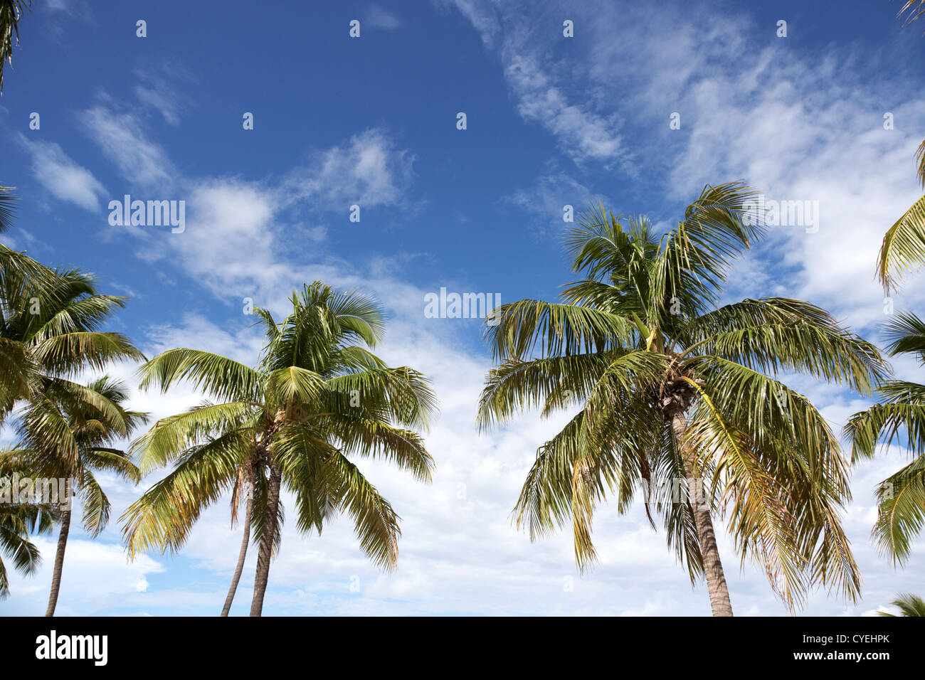 Las Palmeras contra el cielo azul de islamorada en los Cayos de Florida ee.uu. Foto de stock