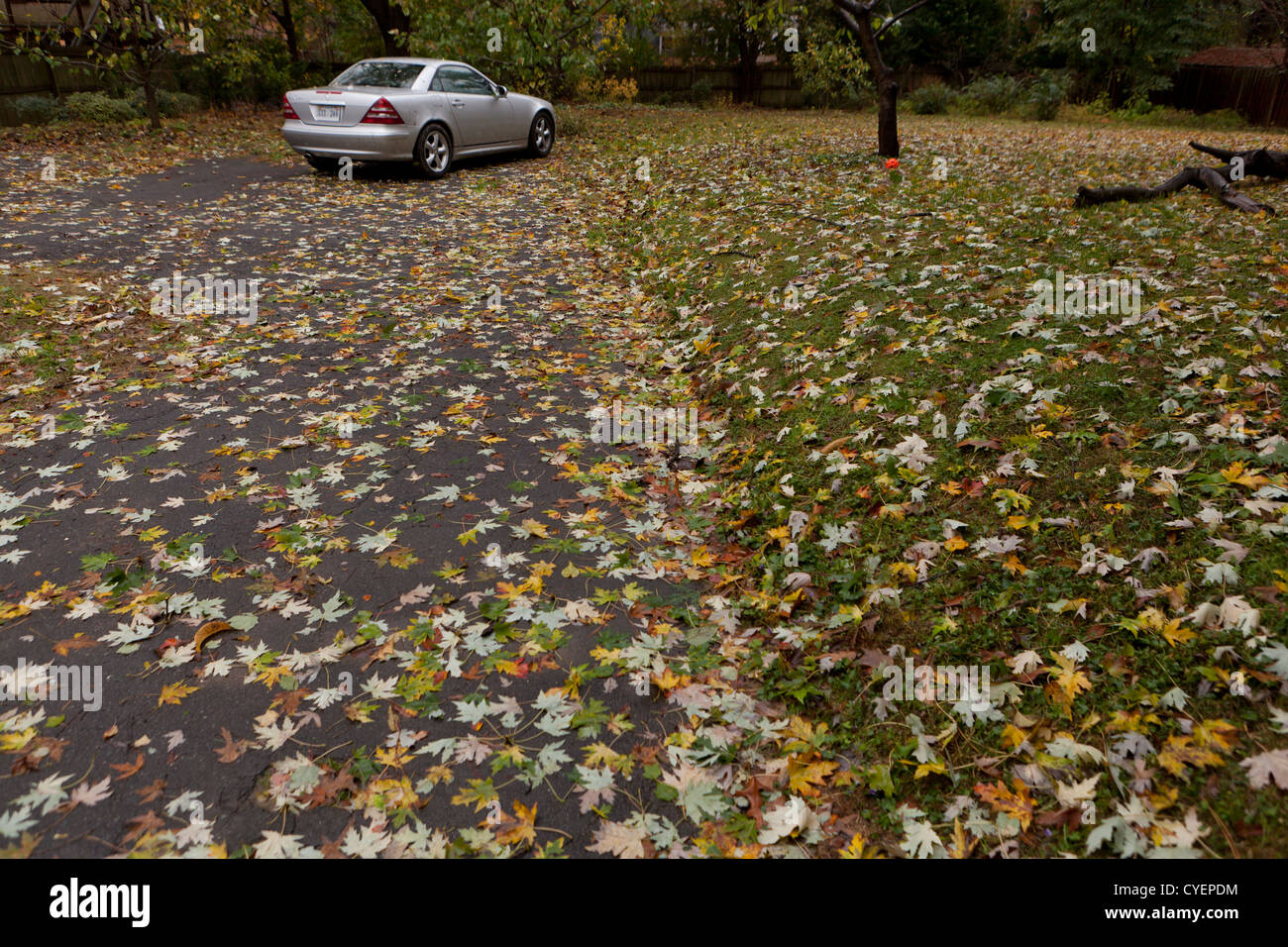 Patio cubierto con hojas caídas después de la tormenta Fotografía de stock  - Alamy