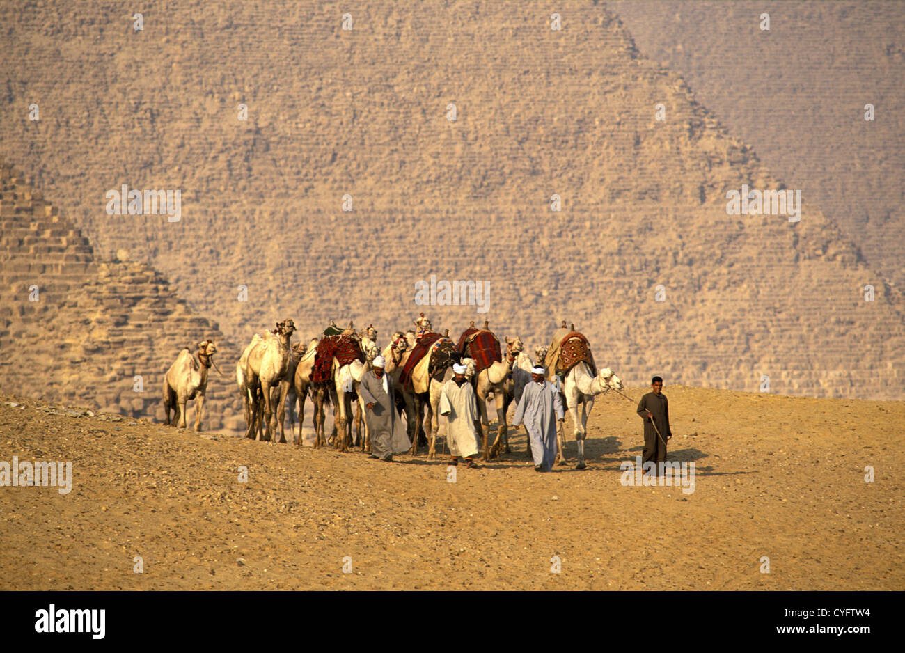 Egipto, en Giza, cerca de El Cairo, conductores de camellos en frente de las pirámides. Foto de stock