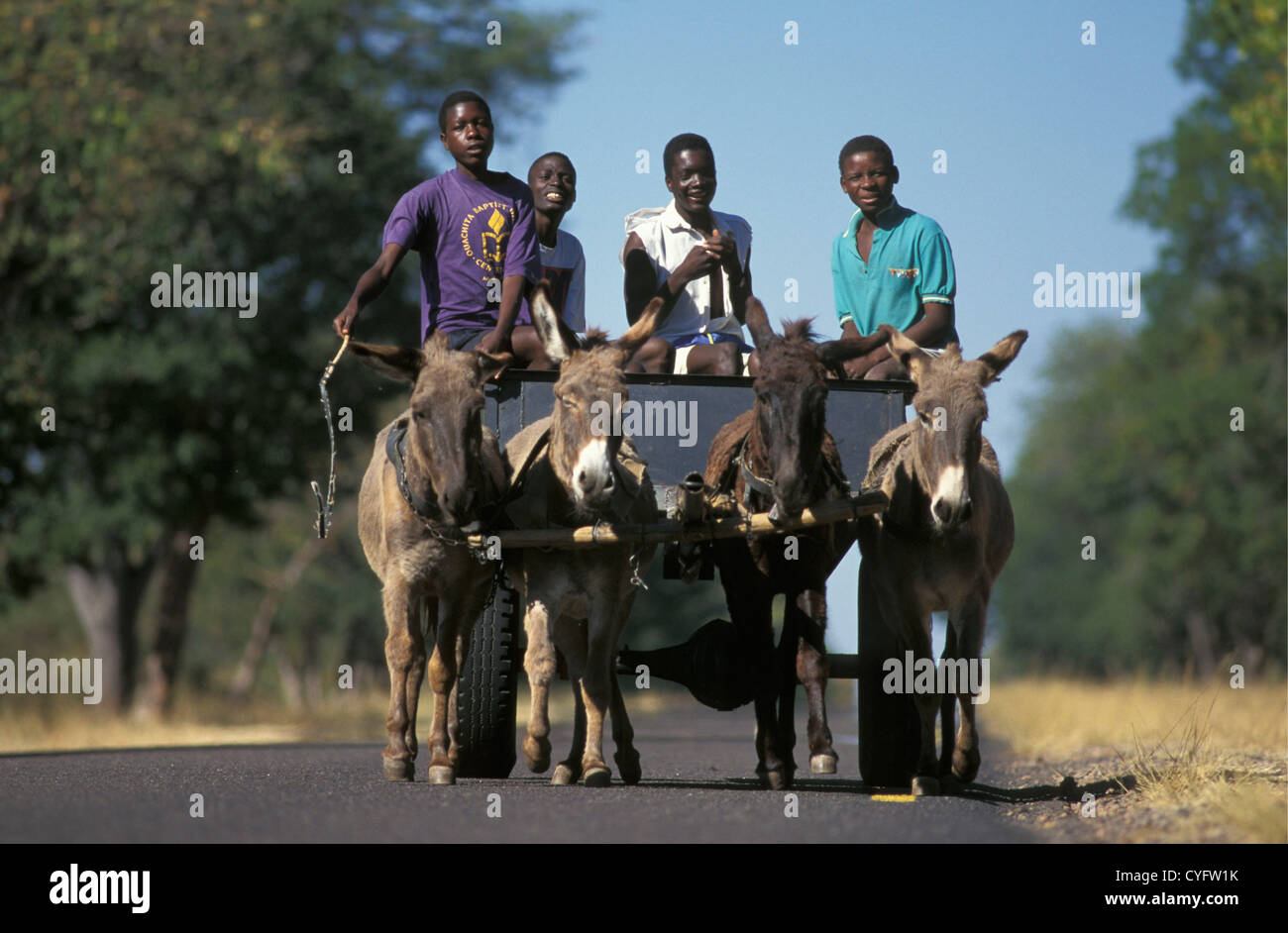 Zimbabwe, cerca de Victoria Falls, Burra, carro de transporte. Foto de stock