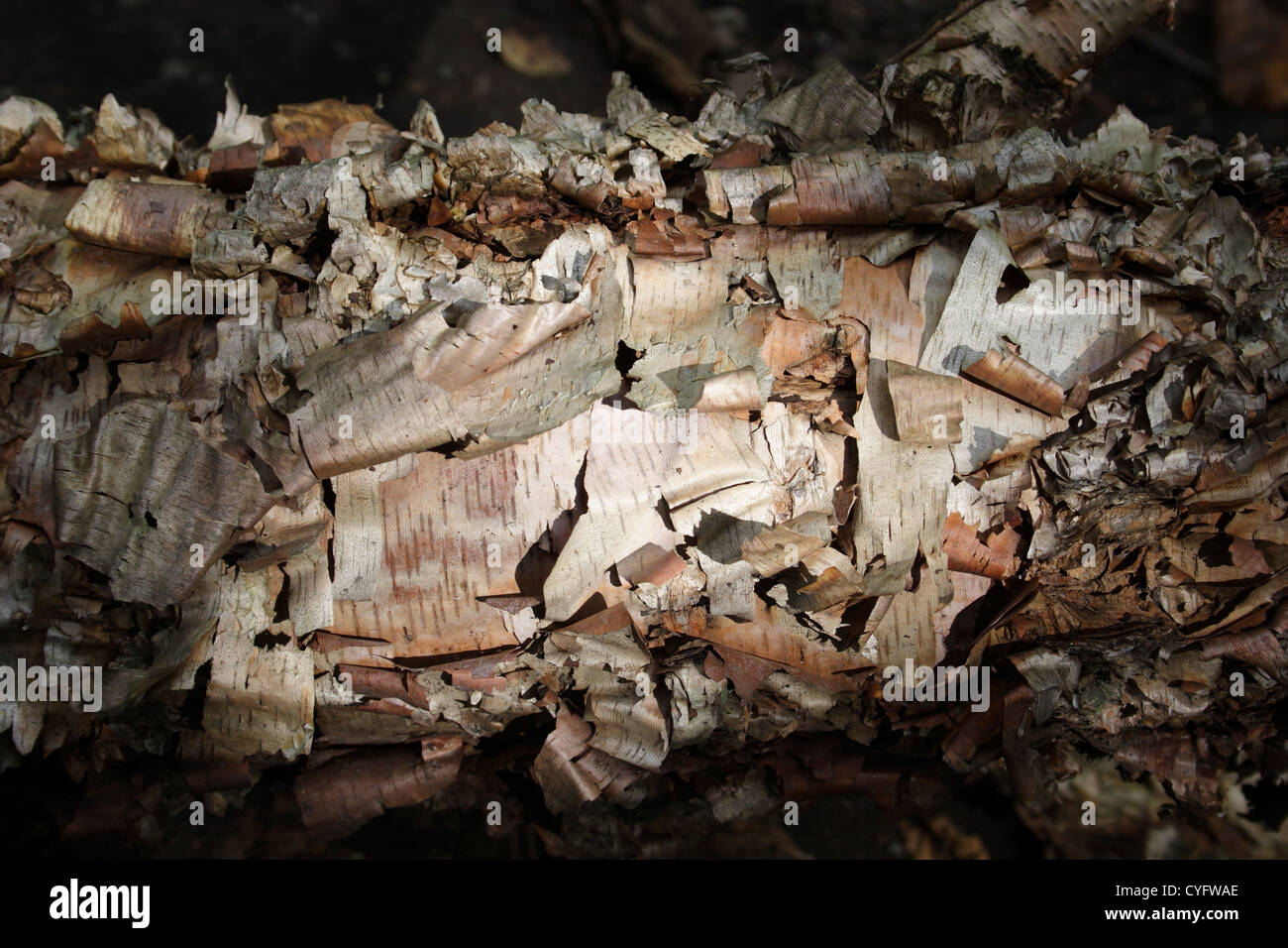 Betula papyrifera o papel de abedules que crecen cerca del río James en Richmond, Virginia, EE.UU. Foto de stock