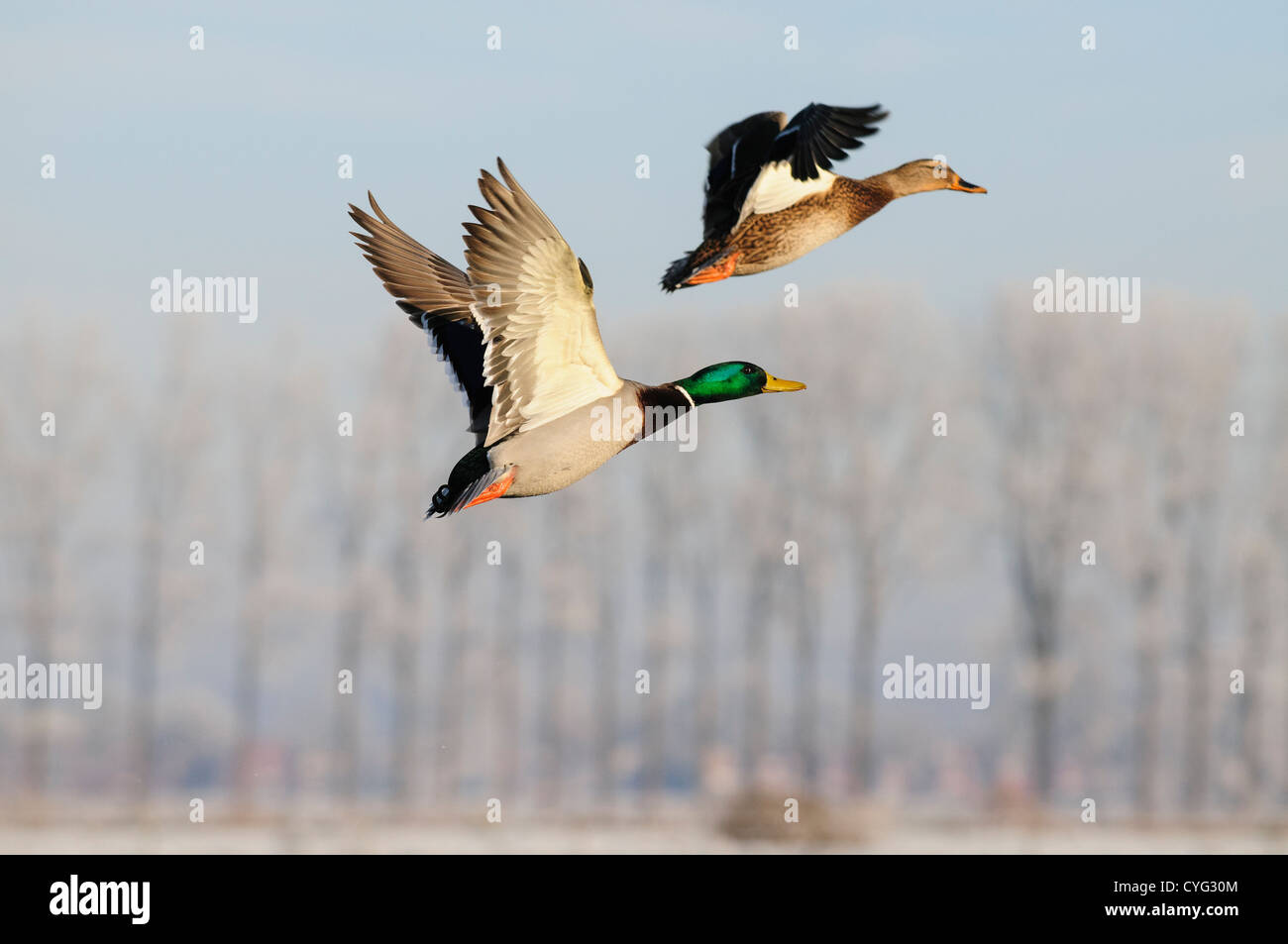 Patos volando en frente de un paisaje de invierno con escarcha Fotografía  de stock - Alamy