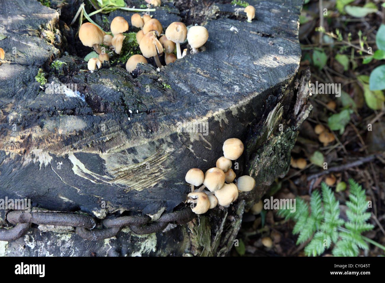 Los hongos crecen en un viejo tocón de árbol talado Foto de stock
