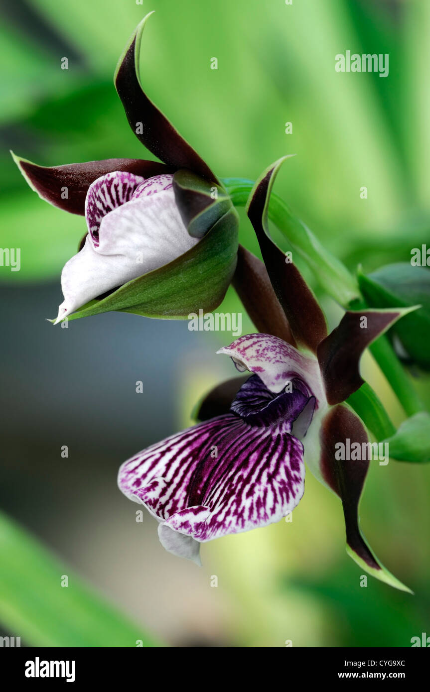 Zygopetalum louisendorf orquídeas orquídeas closeup enfoque selectivo púrpura rojo oscuro granate moteado venas Marcadores Nervaduras de Flores Foto de stock