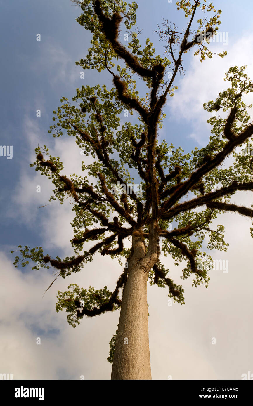 Ceiba tree mexico fotografías e imágenes de alta resolución Alamy