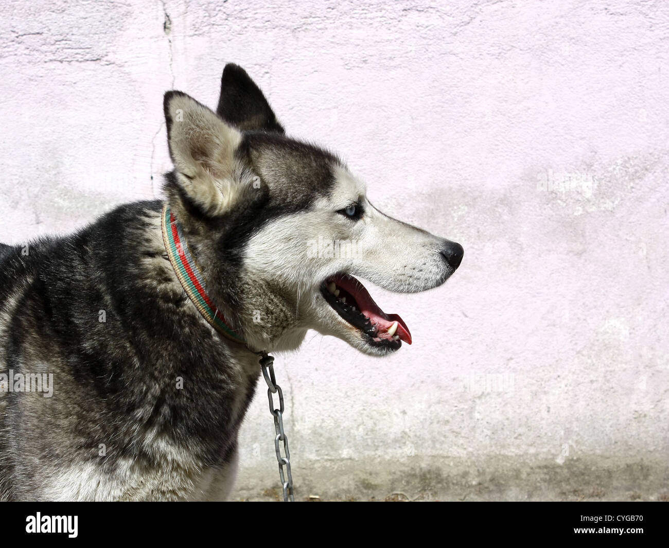 Cara de perro lobo contra la pared vertical Foto de stock