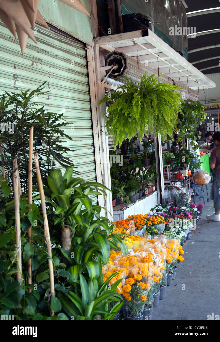 Plantas para la venta en el mercado de Jamaica en la Ciudad de México DF  Fotografía de stock - Alamy