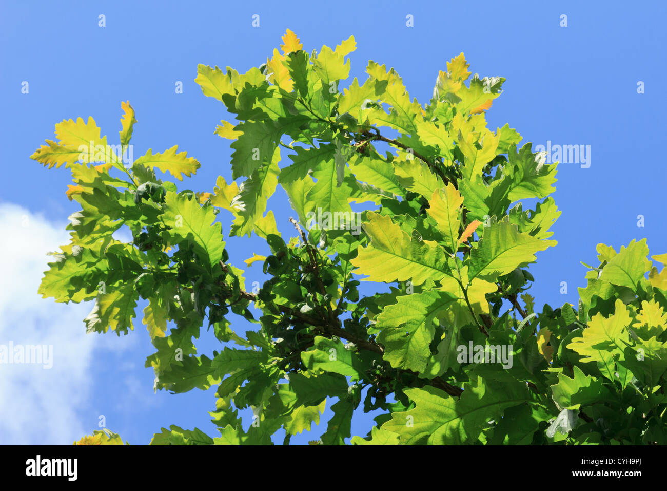 Hojas de Bur Oak, Quercus macrocarpa // Chêne à gros glándulas, Quercus macrocarpa Foto de stock