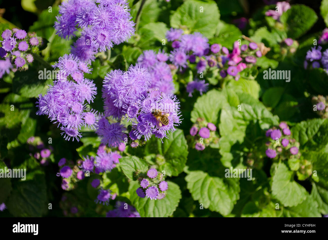 Busy Bee recolectar polen néctar de la flor azul en verano. Macro vista natural. Foto de stock