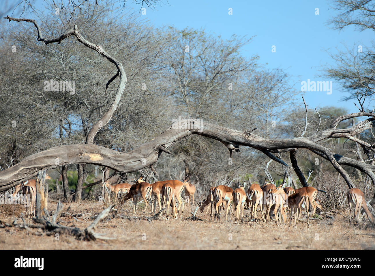 Una manada de impalas, el pastoreo en el Parque Nacional Kruger Foto de stock