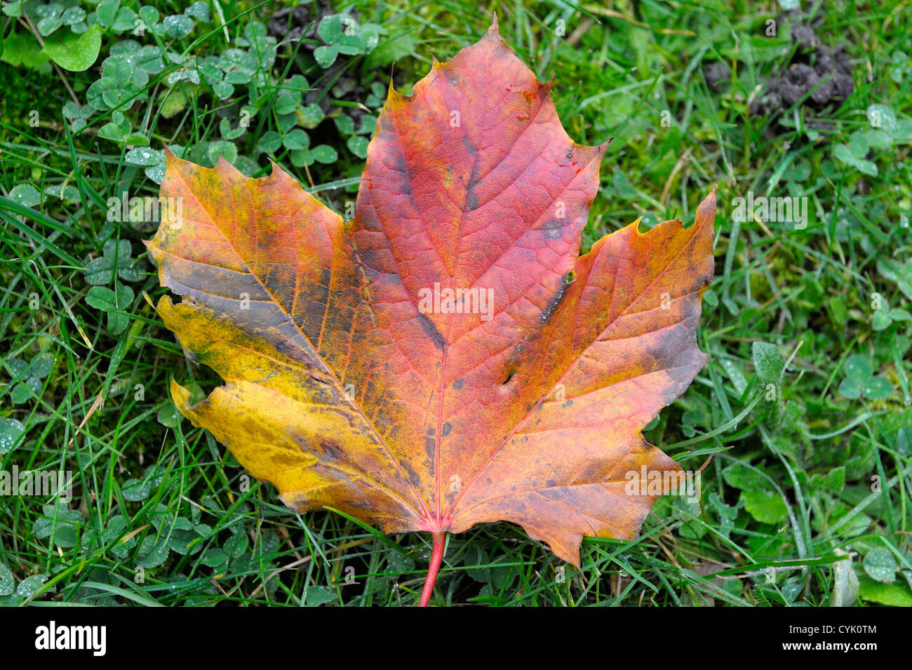 Uno de hojas otoñales de color marrón rojizo sobre un fondo de hierba Foto de stock