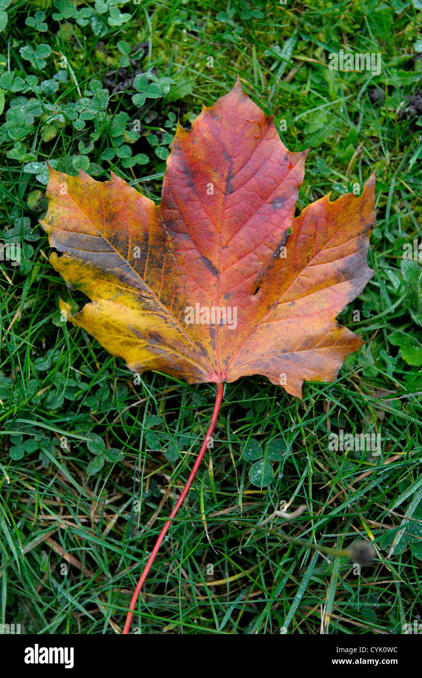 Uno de hojas otoñales de color marrón rojizo sobre un fondo de hierba Foto de stock