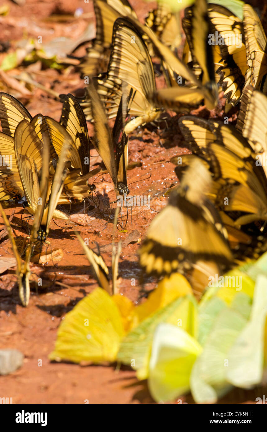 Especie, de color amarillo verdoso y mariposas beber la humedad de wet sandIguazu Falls, Argentina Foto de stock
