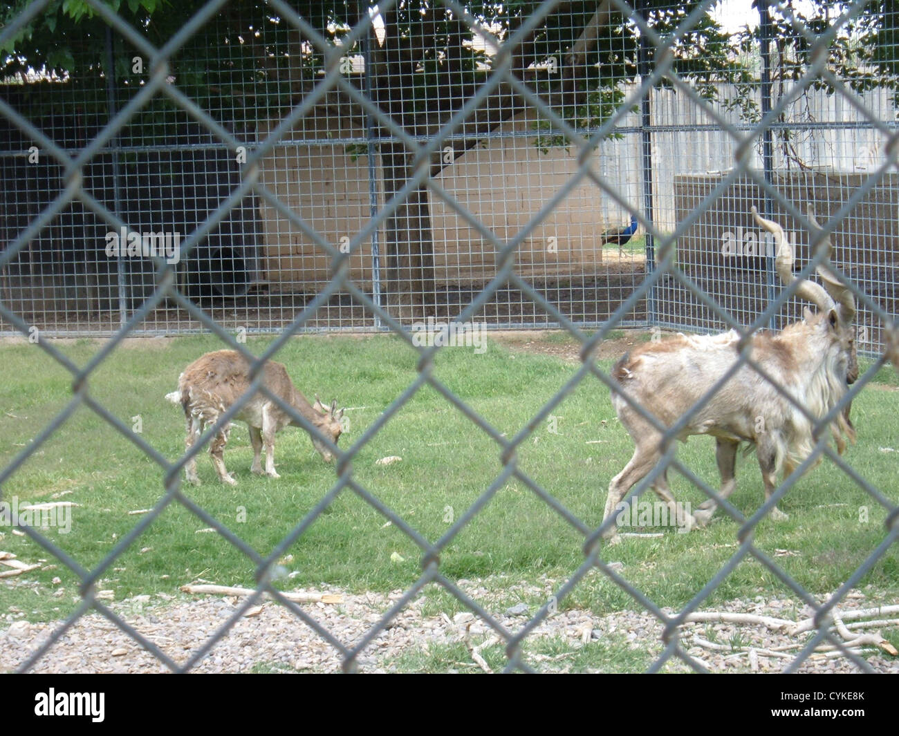 Las cabras de markhor en Alameda Park Zoo, Alamogordo, Nuevo México. Foto de stock