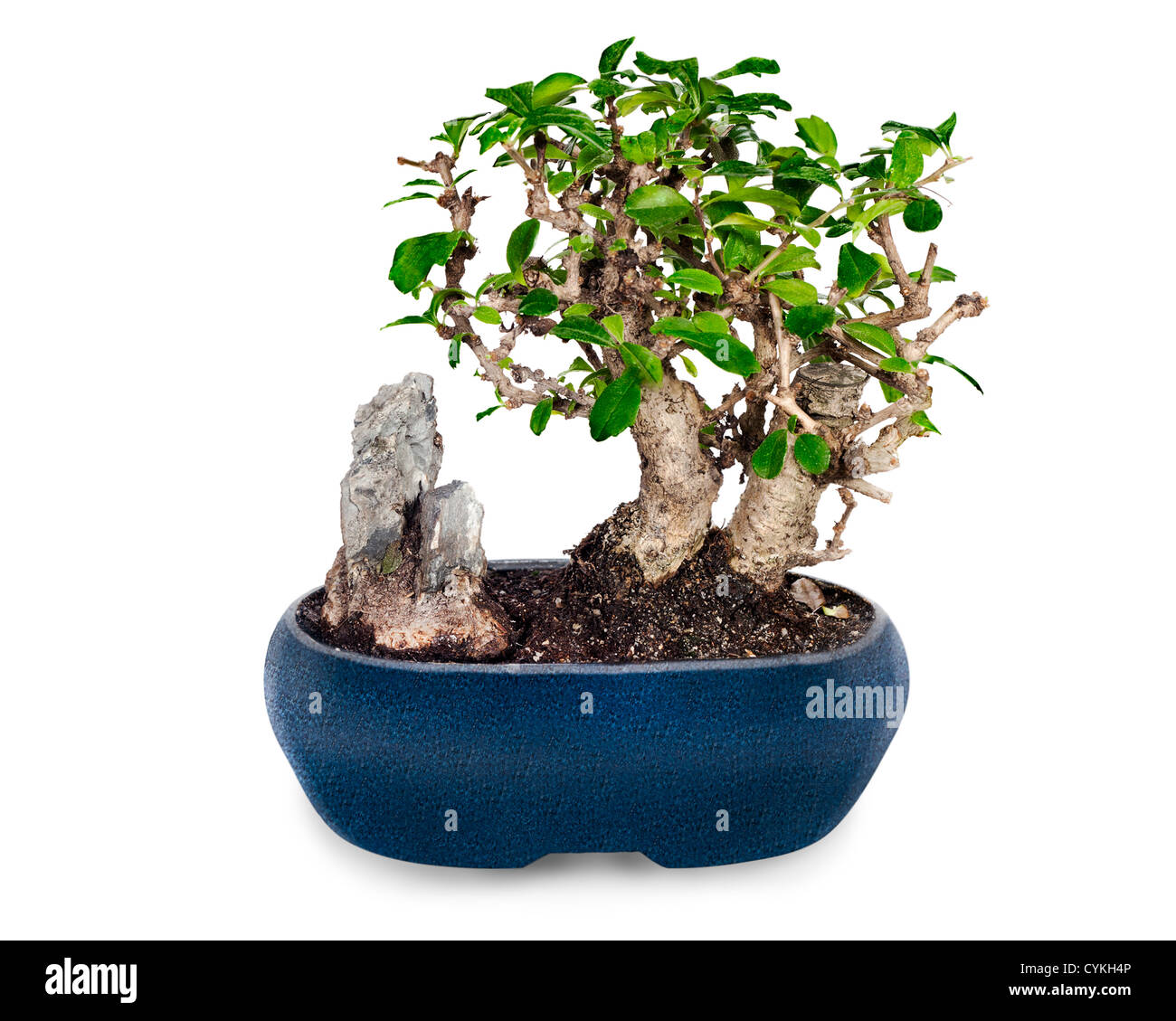 Miniatura bonsai y piedra en bote azul aislado sobre fondo blanco. Foto de stock