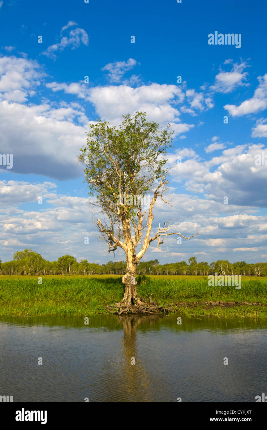 Agua Amarilla Billabong, Parque Nacional Kakadu, Northern Territory, NT, Australia Foto de stock