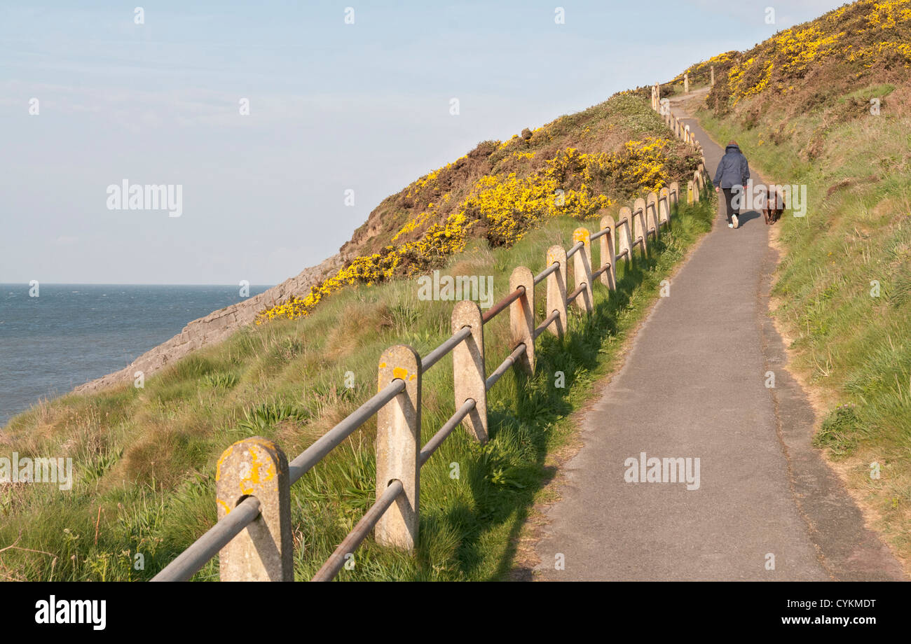Gales, la Península de Gower, el Mumbles, sendero costero, Mujer paseando a un perro Foto de stock