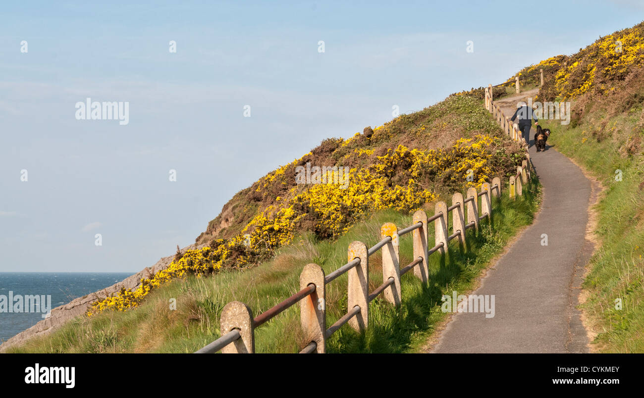 Gales, la Península de Gower, el Mumbles, sendero costero, man walking dog Foto de stock