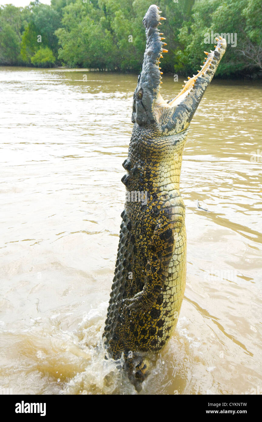 El cocodrilo de agua salada (Crocodylus porosus), Adelaide River, el Territorio del Norte, Australia, Foto de stock