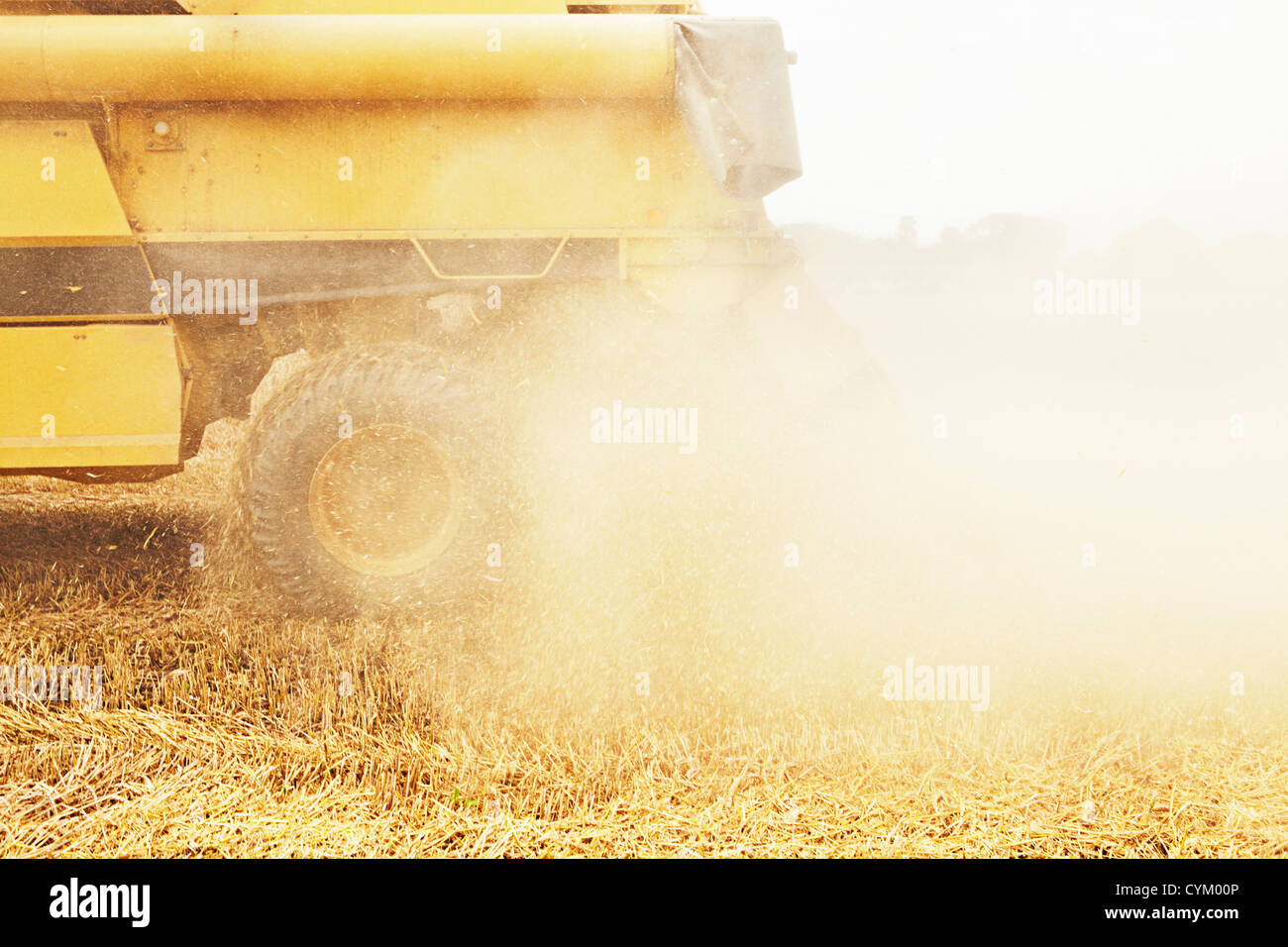 Tractor cosechar granos en campo de cultivo Foto de stock