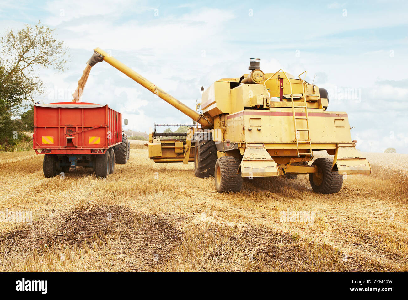 Tractor cosechar granos en campo de cultivo Foto de stock