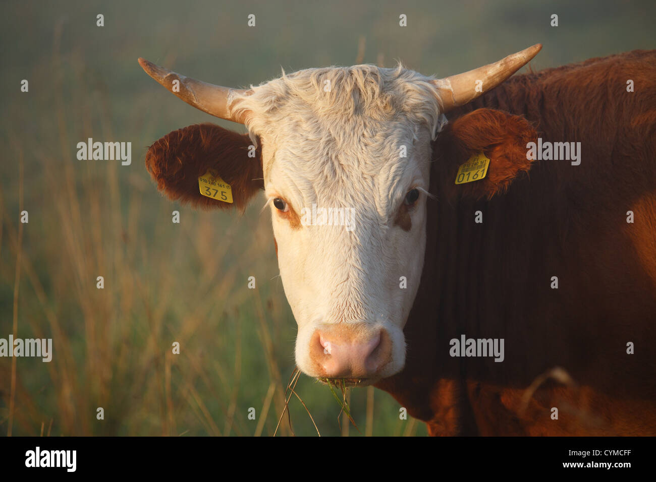 Vaca con etiquetas de la UE en sus oídos. Foto de stock