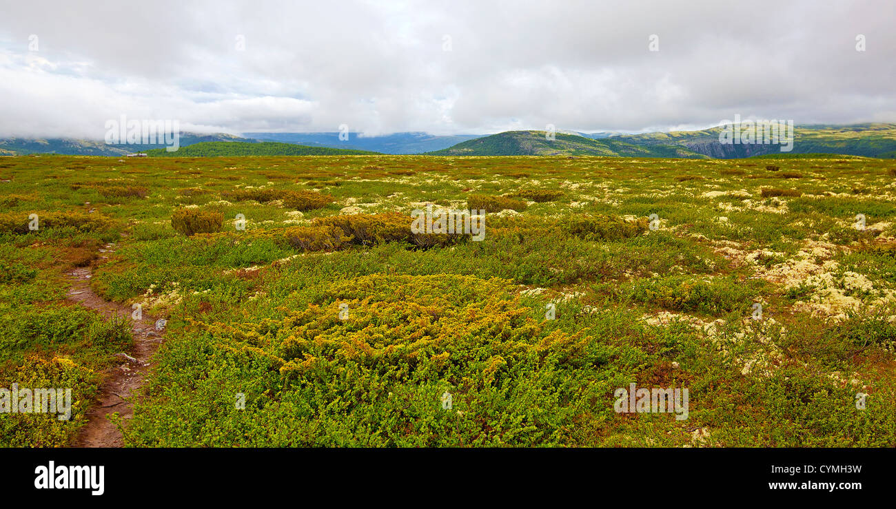 Noruega de Rondane Foto de stock