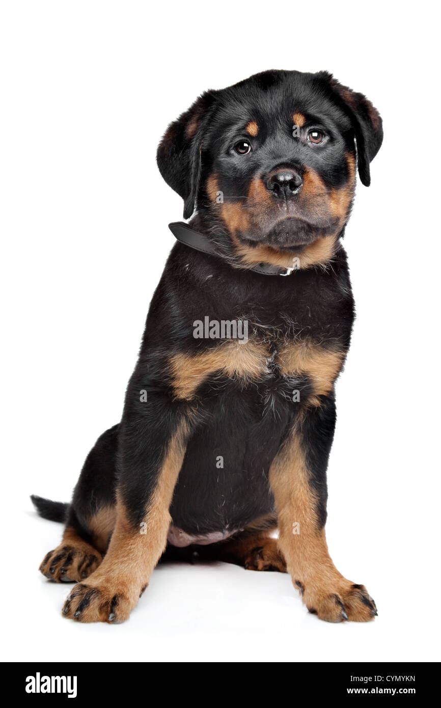 Rottweiler negro y marrón fotografías e imágenes de alta resolución -  Página 5 - Alamy