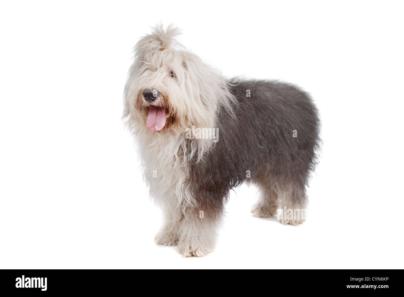 Bobtail Dog Perro Viejo Pastor Ingles Stock Photo 1162963276