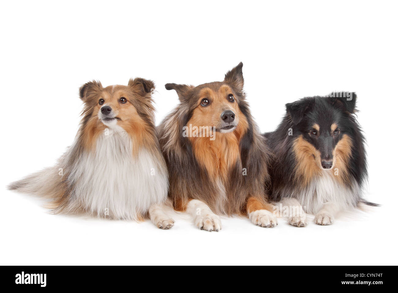 Tres perros de pastor Shetland delante de un fondo blanco. Foto de stock