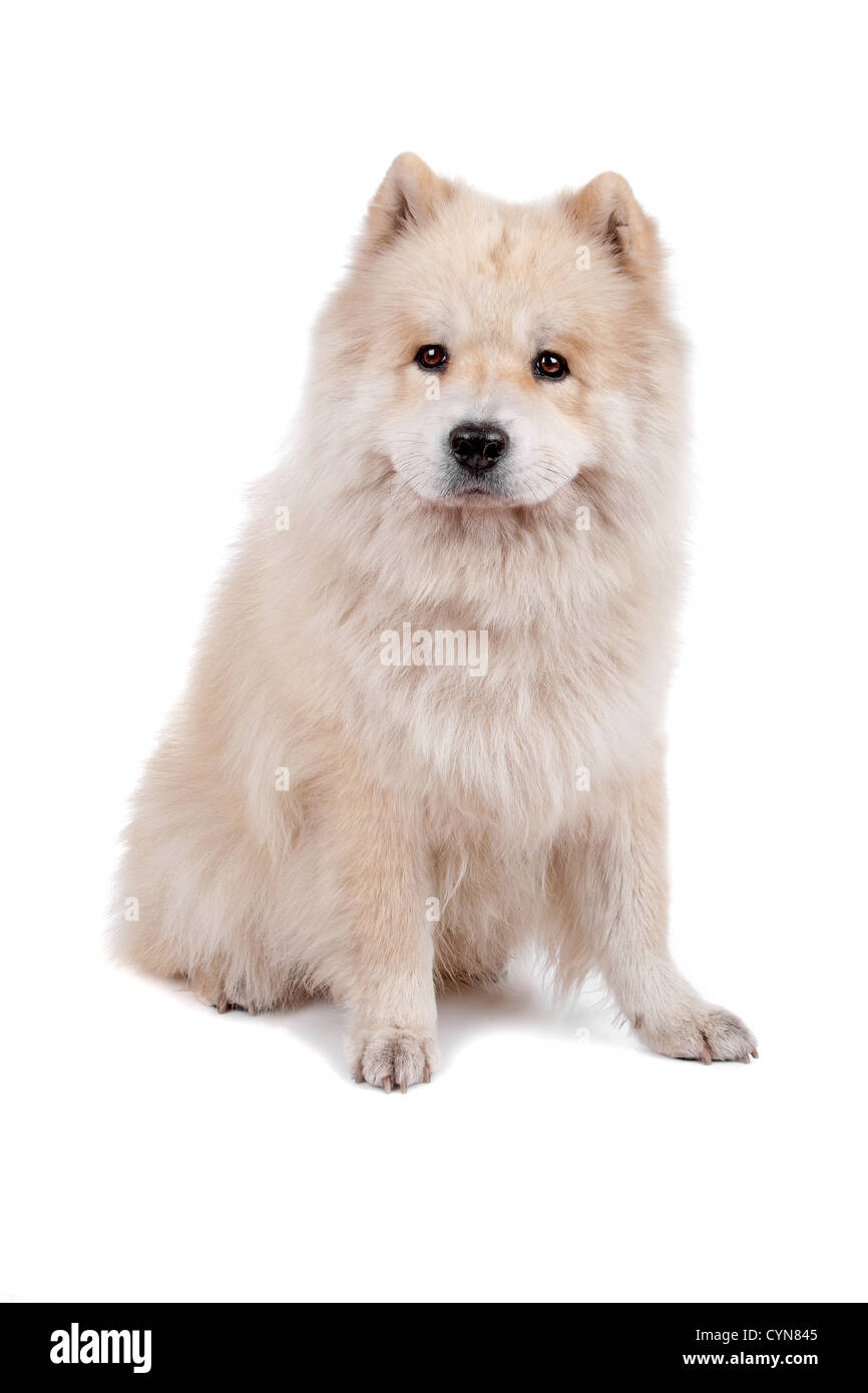 Lindo Perro De Raza Mixta Y Samoyedo Chow Chow Sentada Y Mirando Aislado En Un Fondo Blanco Fotografia De Stock Alamy