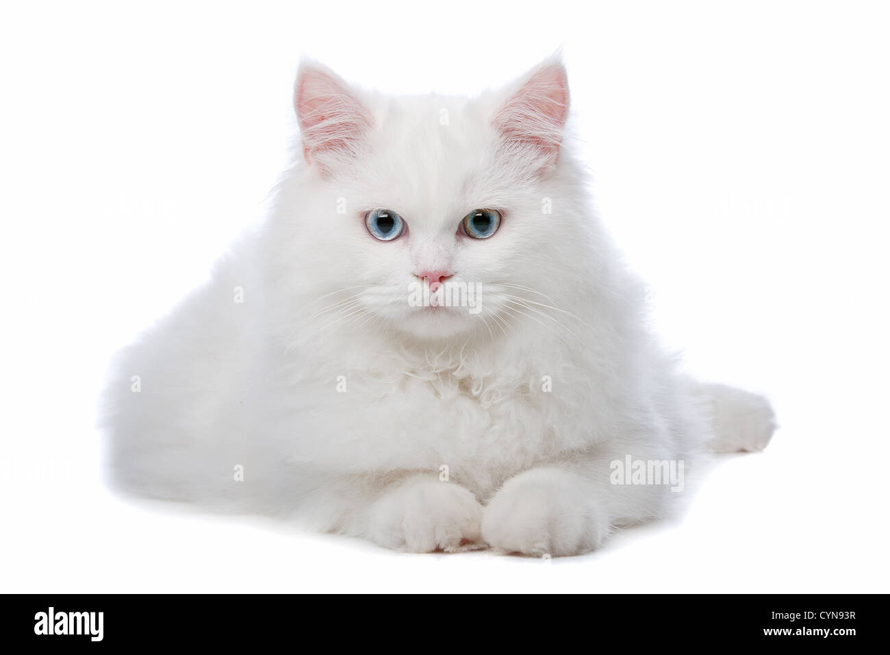 Gato Blanco con ojos azules. Sobre un fondo blanco. Foto de stock