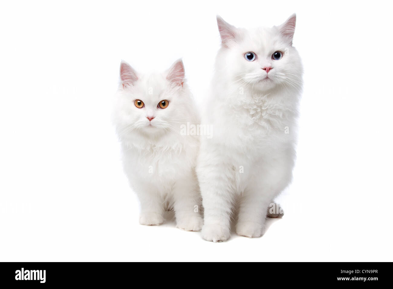 Dos gatos blancos con ojos azules y amarillas. Sobre un fondo blanco. Foto de stock