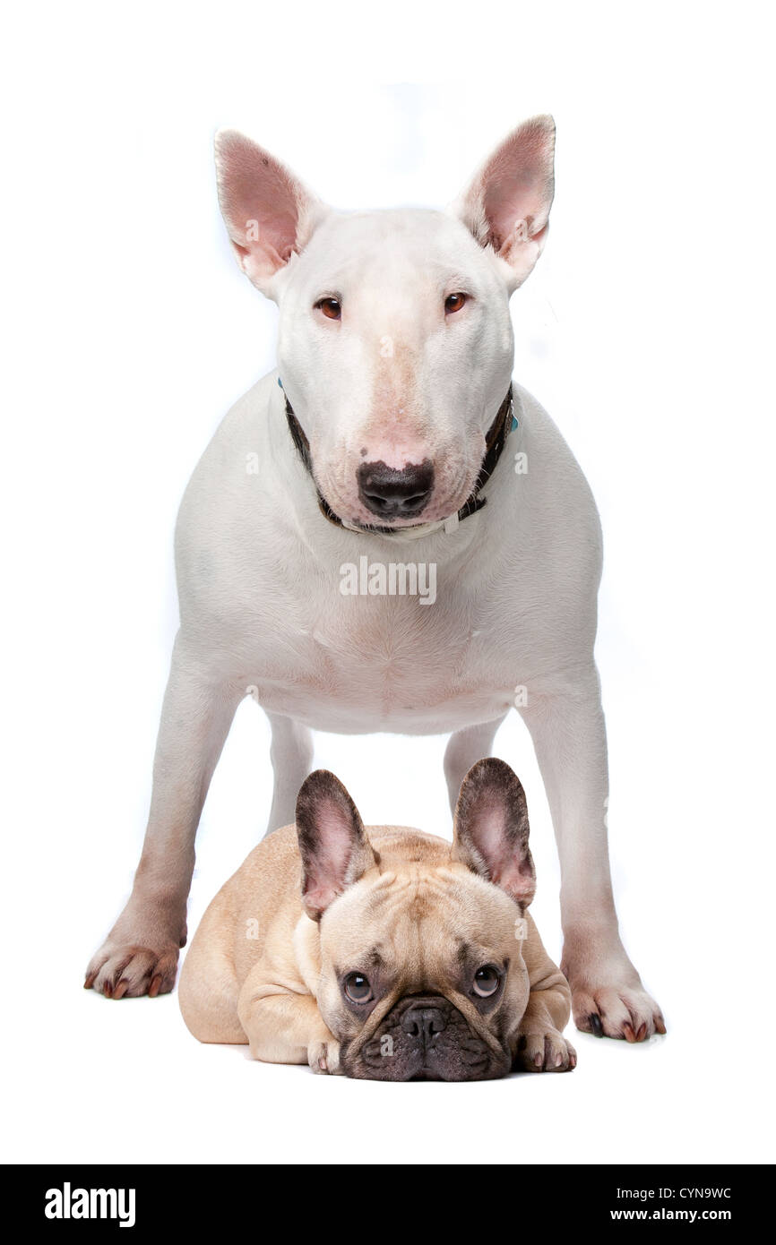 French terrier fotografías e imágenes de alta resolución - Alamy