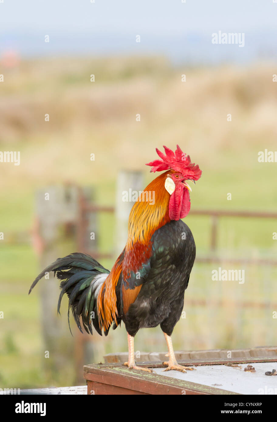 Llamadas de un gallo en un patio de granja, en Holy Island, Northumberland. Foto de stock