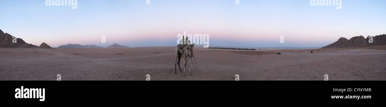 Egipto, Sharm el Sheikh, camello, nadie, desert Foto de stock