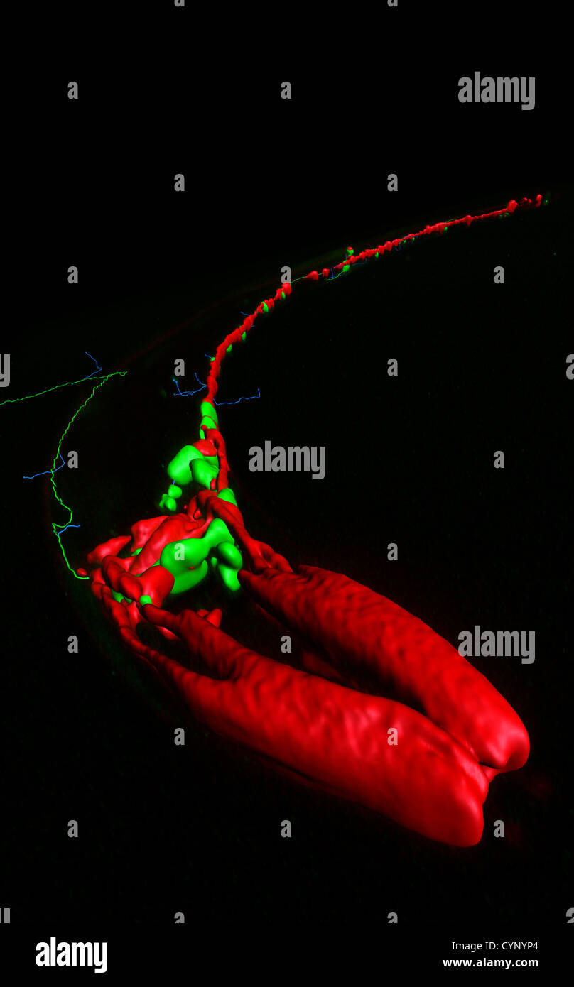 Las neuronas y músculos de Caenorhabditis elegans, una vida libre de gusano nematodo (transparente), de alrededor de 1 mm de longitud. Foto de stock