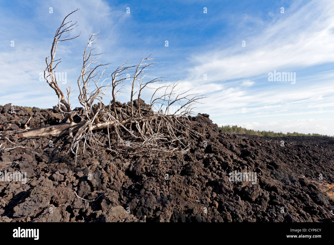 Flujo de lava del Monte Etna con árboles muertos, Sicilia, Italia Foto de stock