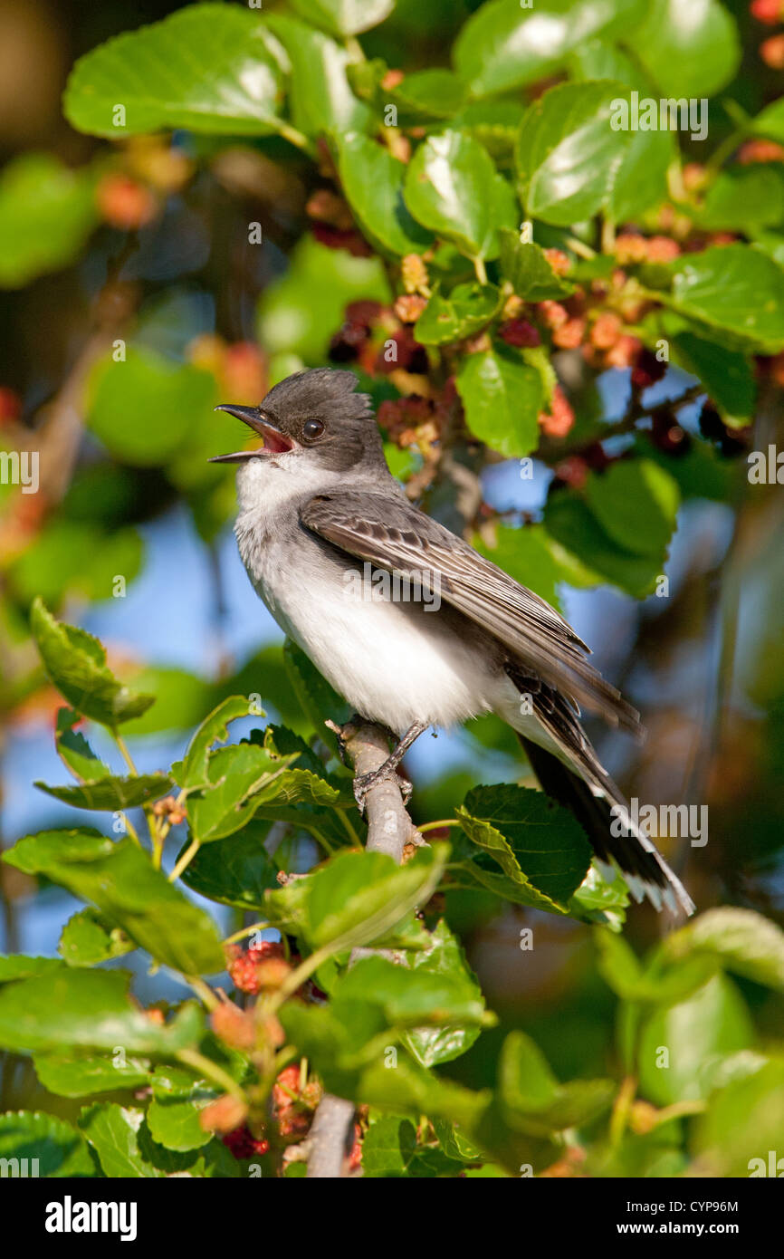 Pájaro del rey oriental cancionero cantando posado en Mulberry Tree vertical Foto de stock