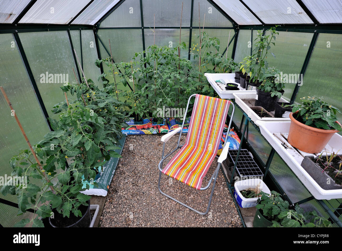 Interior del invernadero pequeño con el crecimiento de las plantas de  tomate, semilleros, etc Fotografía de stock - Alamy