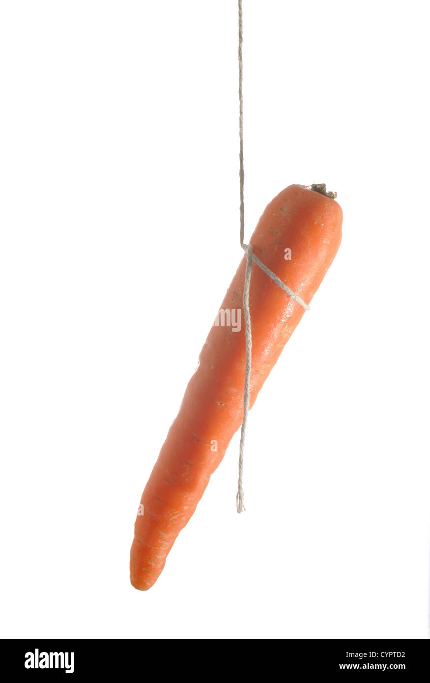 Zanahoria colgando de una cadena para mostrar motivación Foto de stock