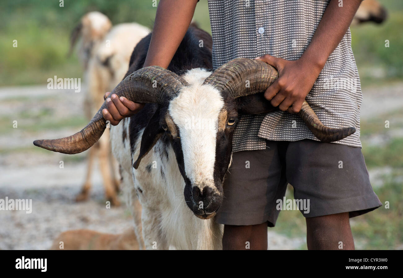 Cabra indio herder niño sosteniendo un macho cabrío por los cuernos en el campo indio. En Andhra Pradesh, India Foto de stock
