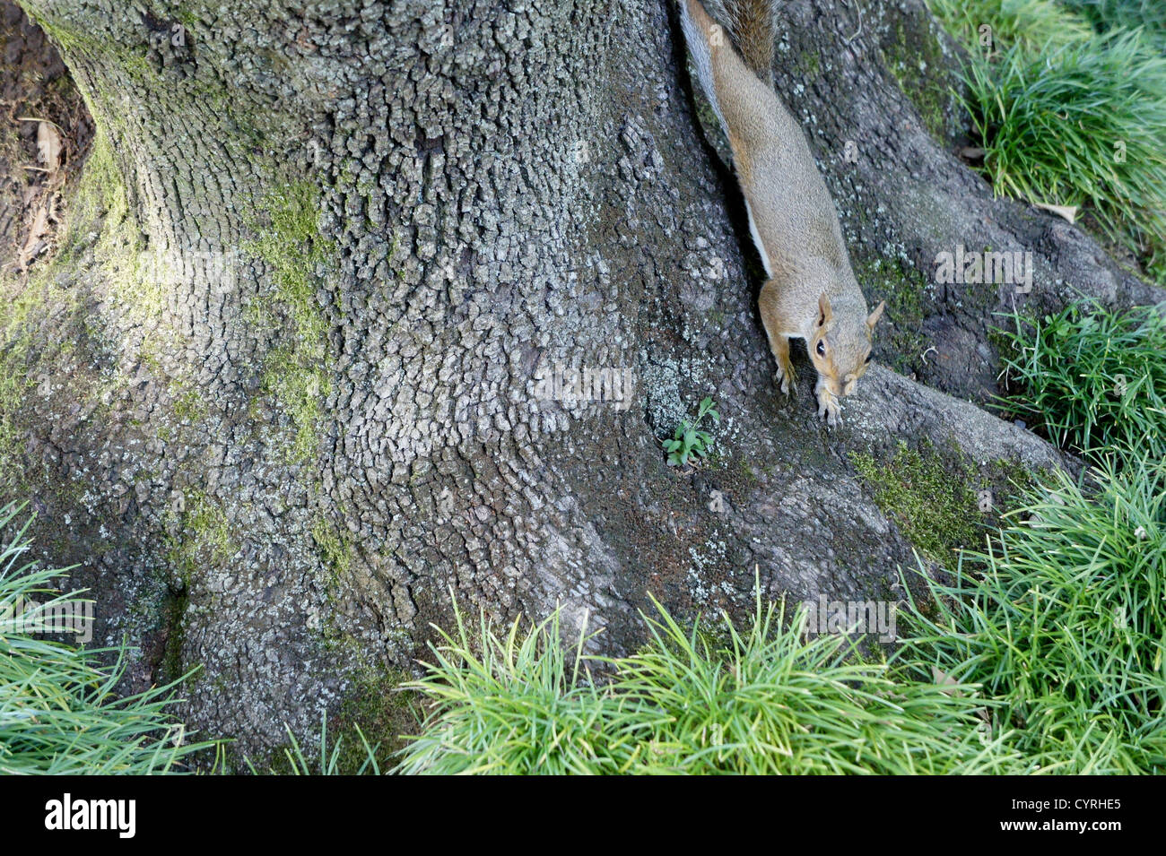 Linda ardilla roja apuntando sus pies en la parte inferior de un árbol. Foto de stock