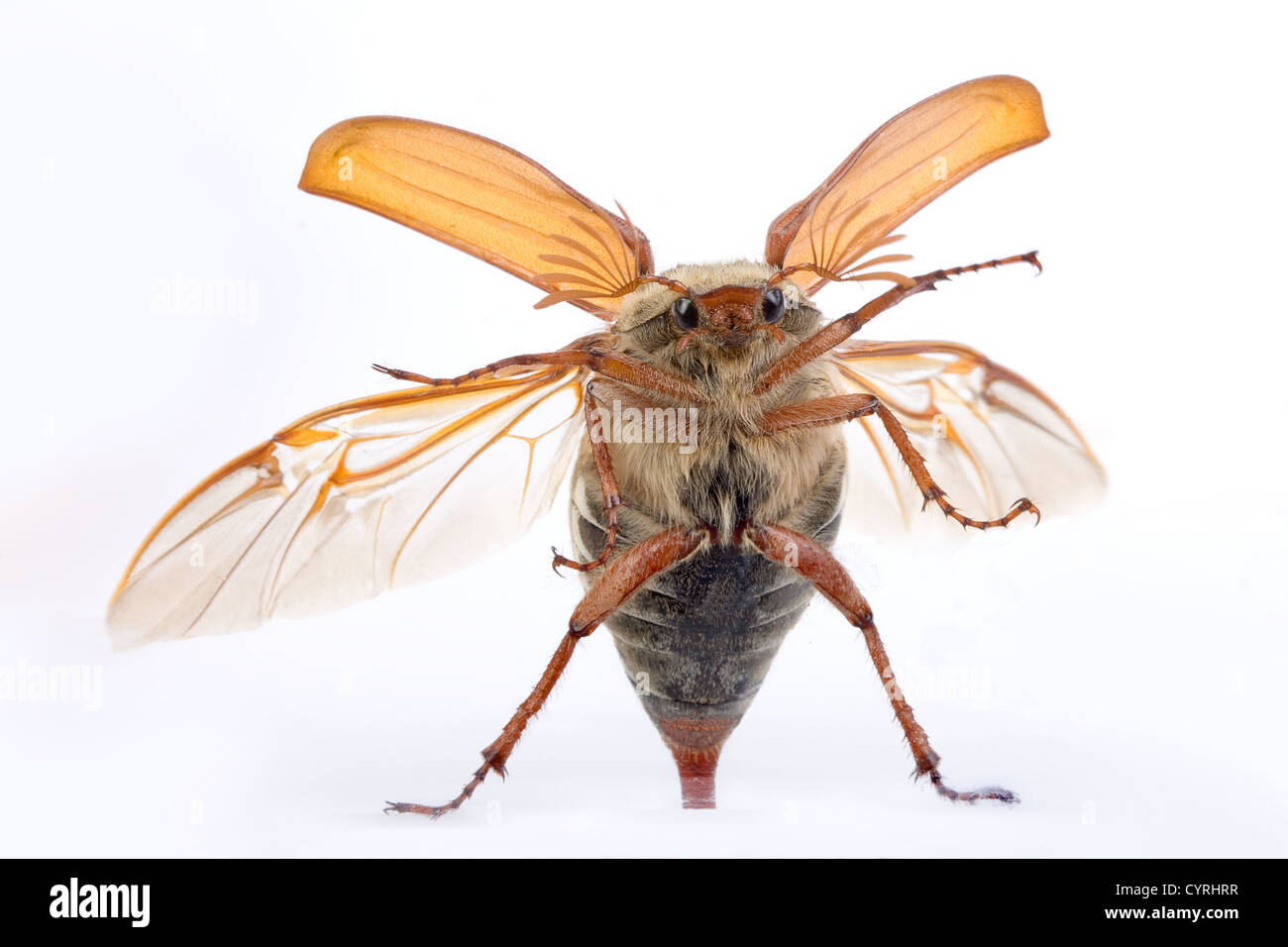 Maybug escarabajo volando contra una ventana de vidrio Foto de stock